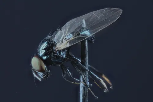 Lonchaea striatifrons