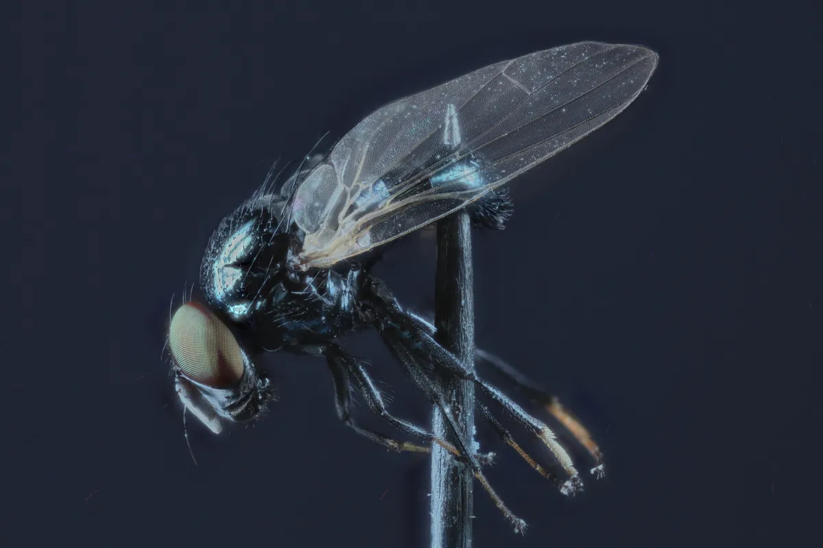 Lonchaea striatifrons - photo 3