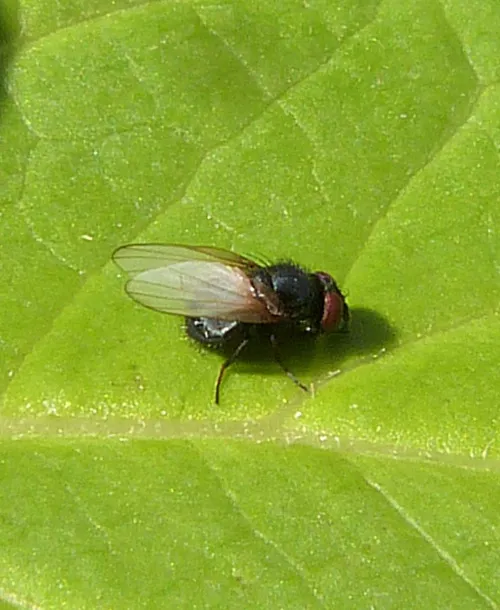Lonchaea tarsata