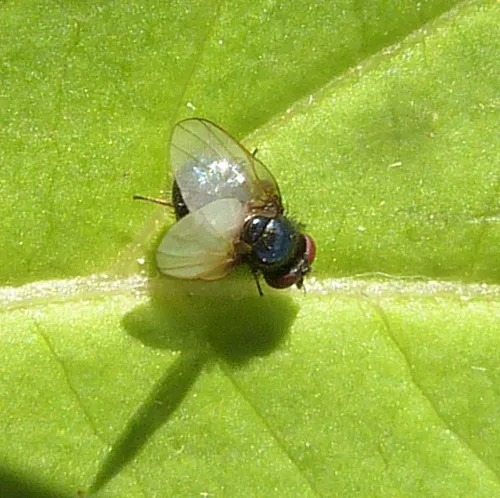 Lonchaea tarsata - photo 2