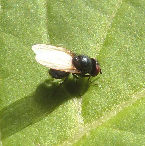 Lonchaea tarsata - photo 3