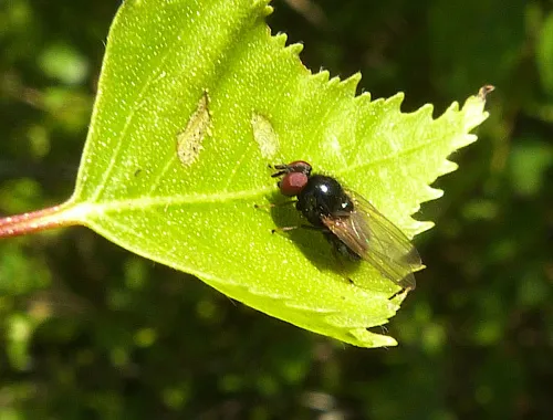 Lonchaea ultima