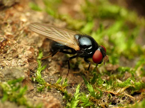 Lance Flies - photo 2