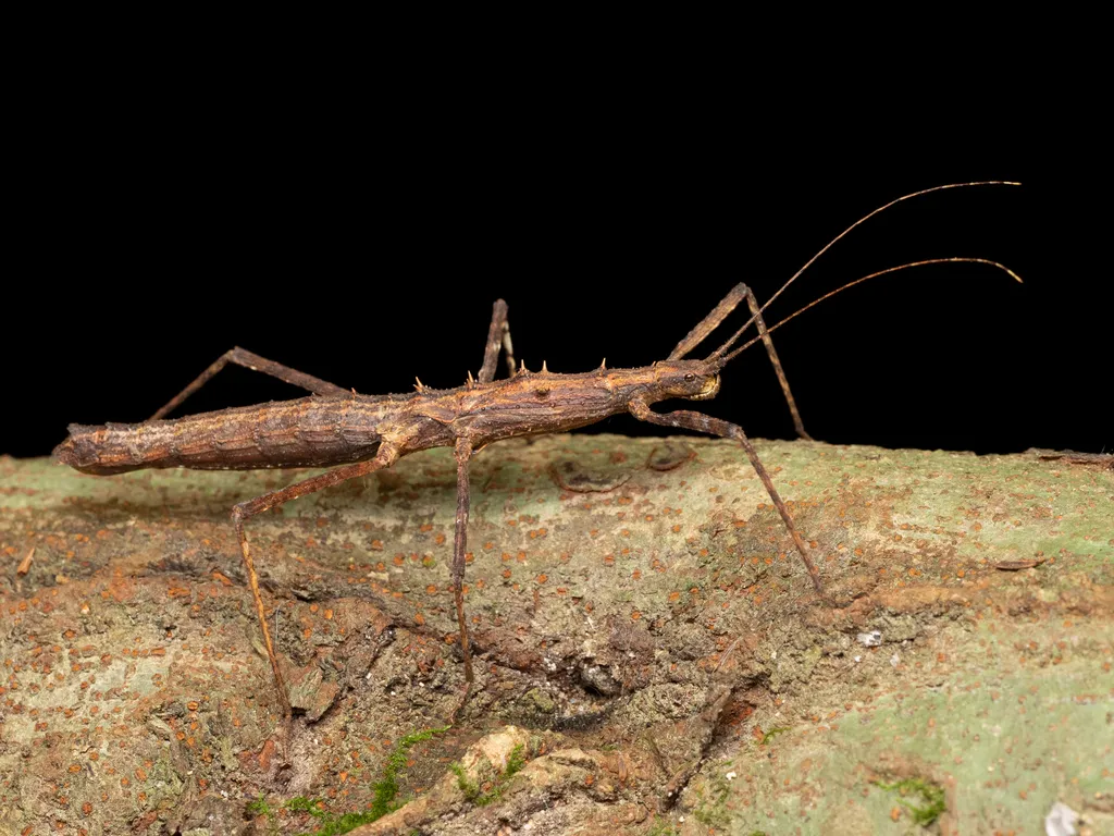 Lonchodidae - photo 2