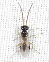 Lonchodryinus bakeri