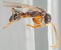 Lonchodryinus bakeri - photo 2