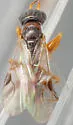 Lonchodryinus bakeri - photo 3