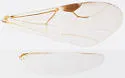 Lonchodryinus bakeri - photo 4