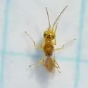 Lonchodryinus flavus
