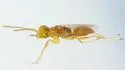 Lonchodryinus flavus - photo 2
