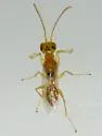 Lonchodryinus flavus - photo 3