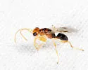 Lonchodryinus flavus - photo 4