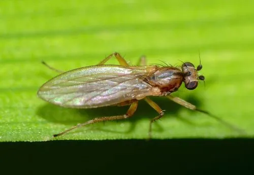 Lonchoptera bifurcata