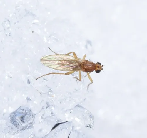 Lonchoptera impicta
