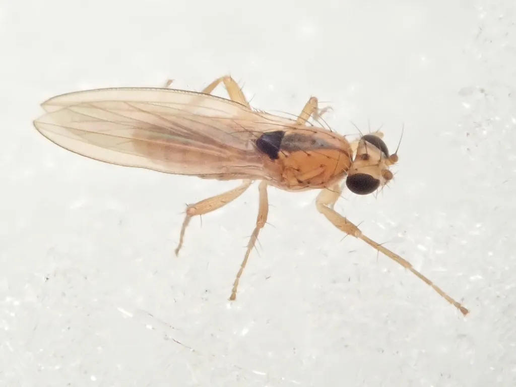 Lonchoptera scutellata - photo 2