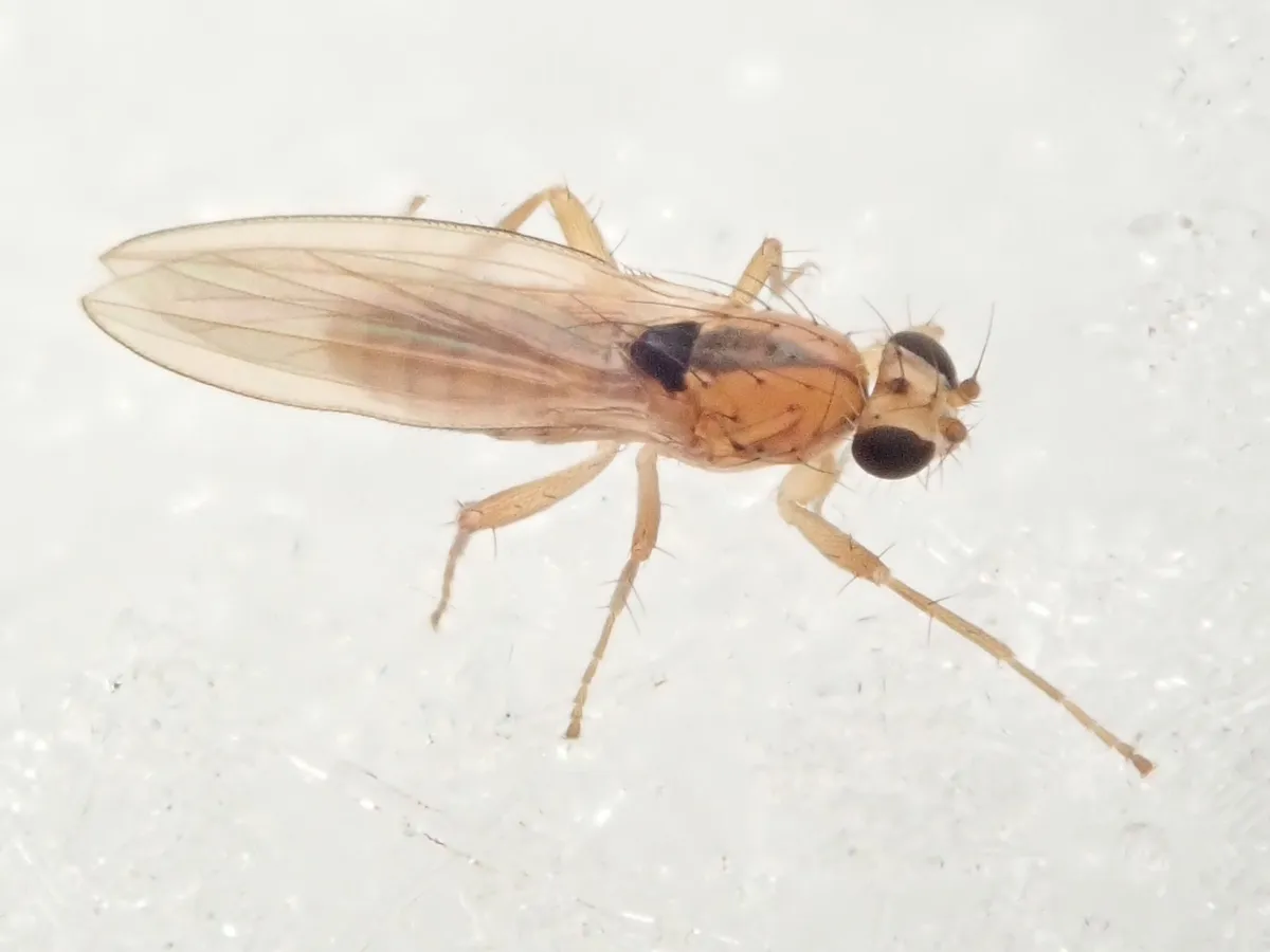 Lonchoptera scutellata - photo 3