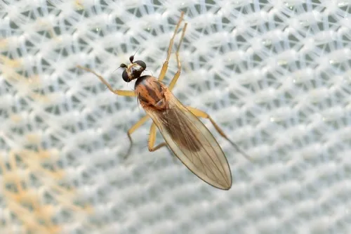 Lonchoptera stackelbergi