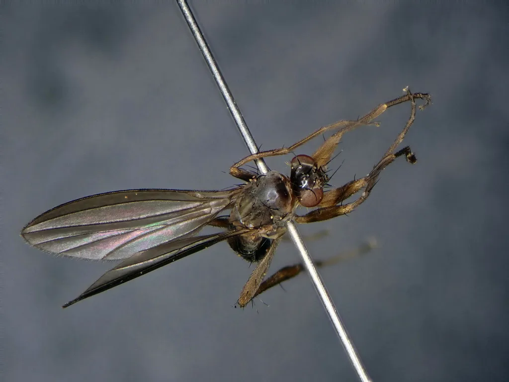 Lonchoptera tristis - photo 2