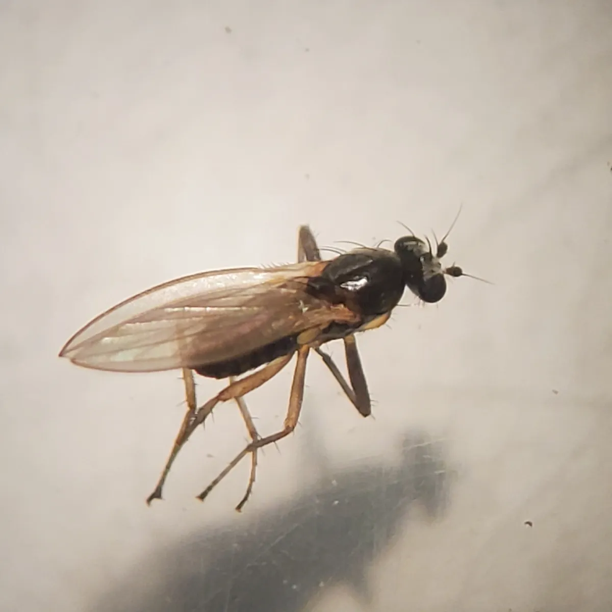 Lonchoptera uniseta - photo 2