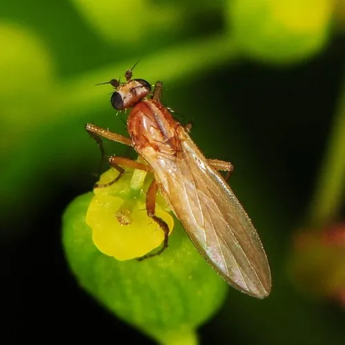 Pointed-winged Flies - Lonchopteridae
