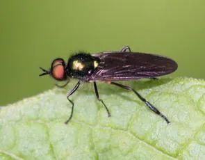 Long-horned Black Legionnaire