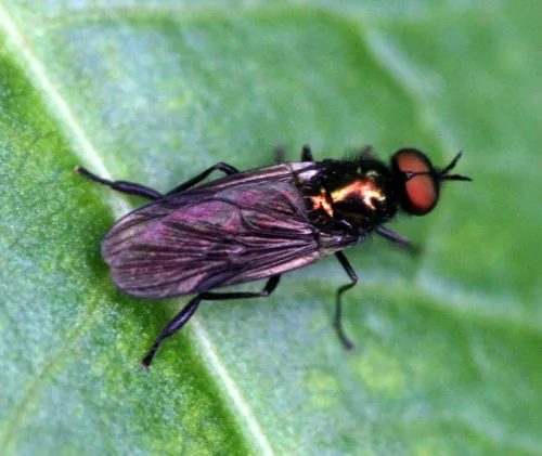 Long-horned Black Legionnaire - photo 3
