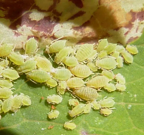 Longicaudus trirhodus - Longicaudus trirhodus