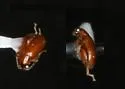 Longitarsus arenaceus