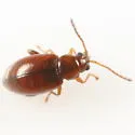 Longitarsus arenaceus - photo 3