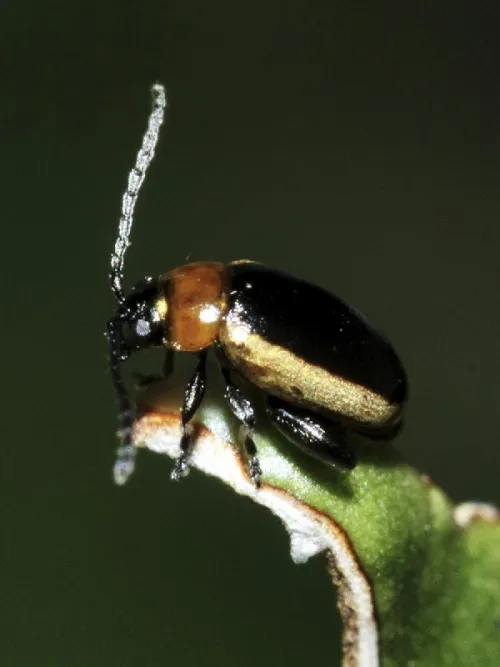 Longitarsus dorsalis
