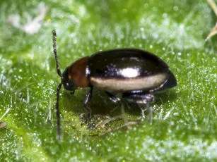 Longitarsus dorsalis - photo 2
