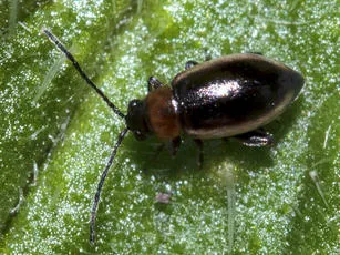 Longitarsus dorsalis - photo 3