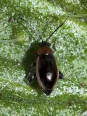 Longitarsus dorsalis - photo 4