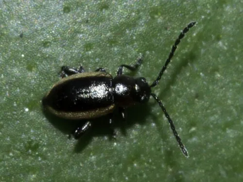 Longitarsus dorsalis - photo 6