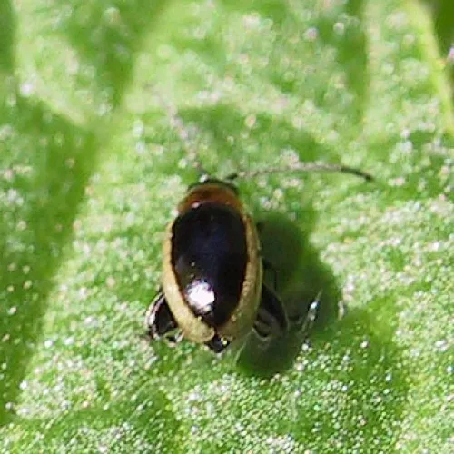 Longitarsus dorsalis - photo 7
