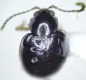 Longitarsus erro - photo 2