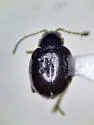 Longitarsus erro - photo 3