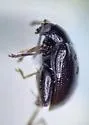 Longitarsus erro - photo 4