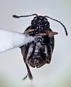 Longitarsus erro - photo 5