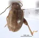 Longitarsus ferrugineus