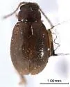 Longitarsus ferrugineus - photo 2