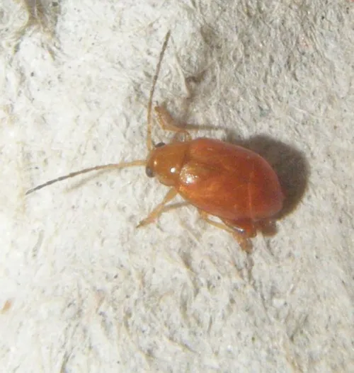 Longitarsus flavicornis