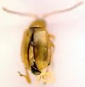 Longitarsus ganglbaueri