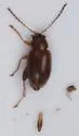 Longitarsus luridus - photo 2