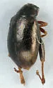 Longitarsus melanurus - Longitarsus melanurus