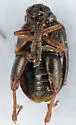 Longitarsus melanurus - photo 2