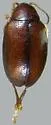 Longitarsus melanurus - photo 3