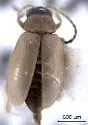 Longitarsus pratensis