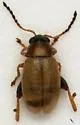 Longitarsus pratensis - photo 2