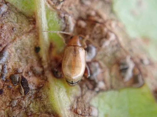 Longitarsus rubiginosus